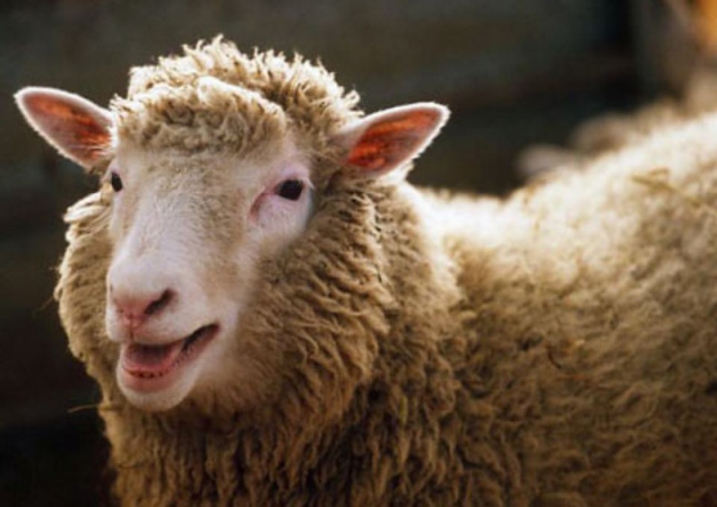 В Шарлыке злоумышленники сядут на пять лет за воровство овцы